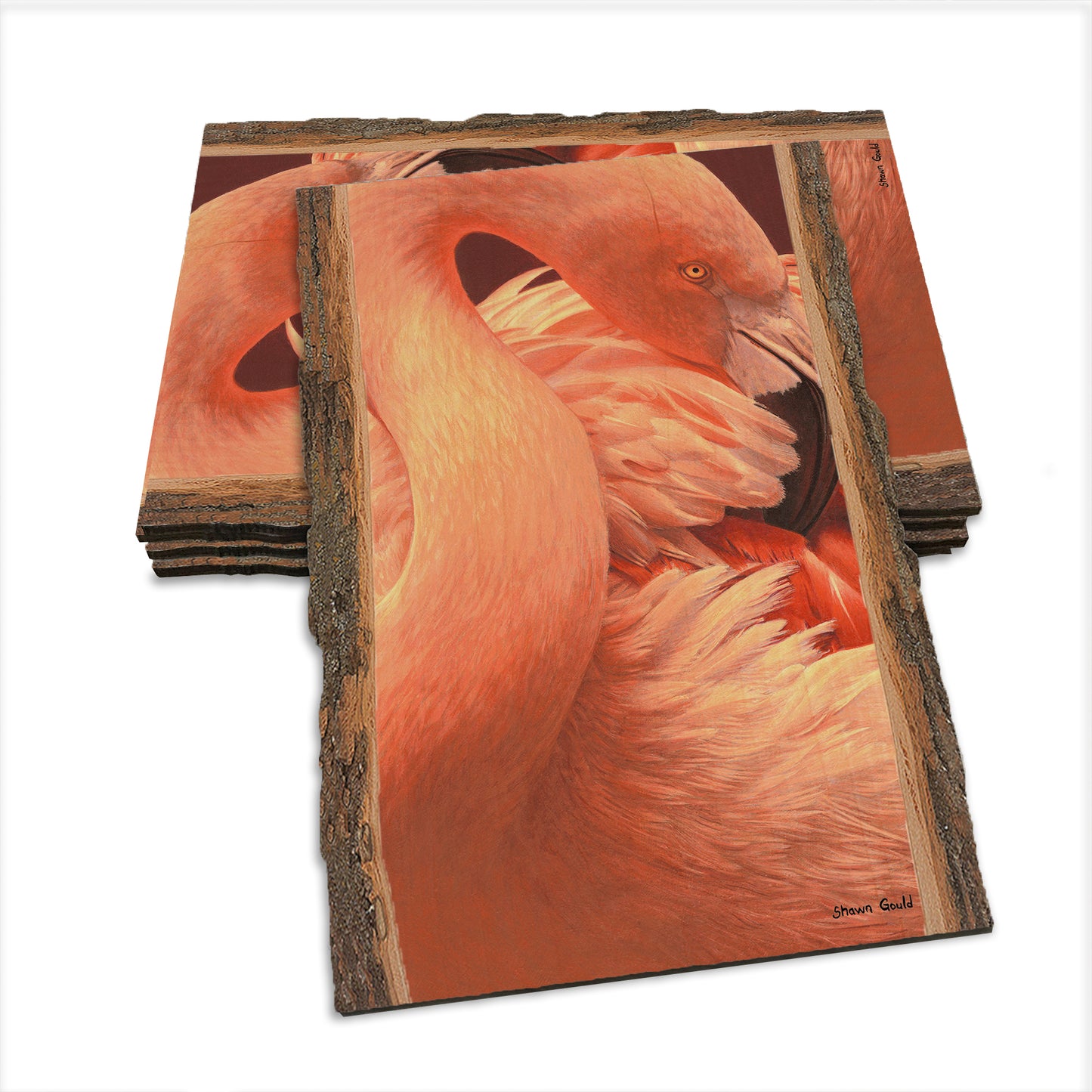 Gould's Preeing Flamingo - Live Edge Live Edge Postcard (5pk // $2.80ea)