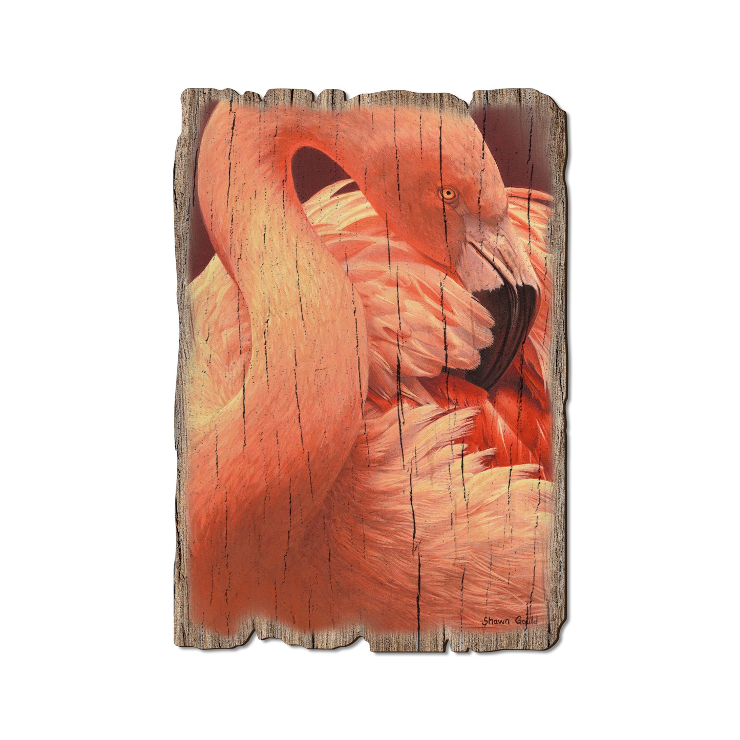 Gould's Preening Flamingo - Rustic Edge Postcards & Magnets Rustic Edge Postcard (5pk // $2.80ea)