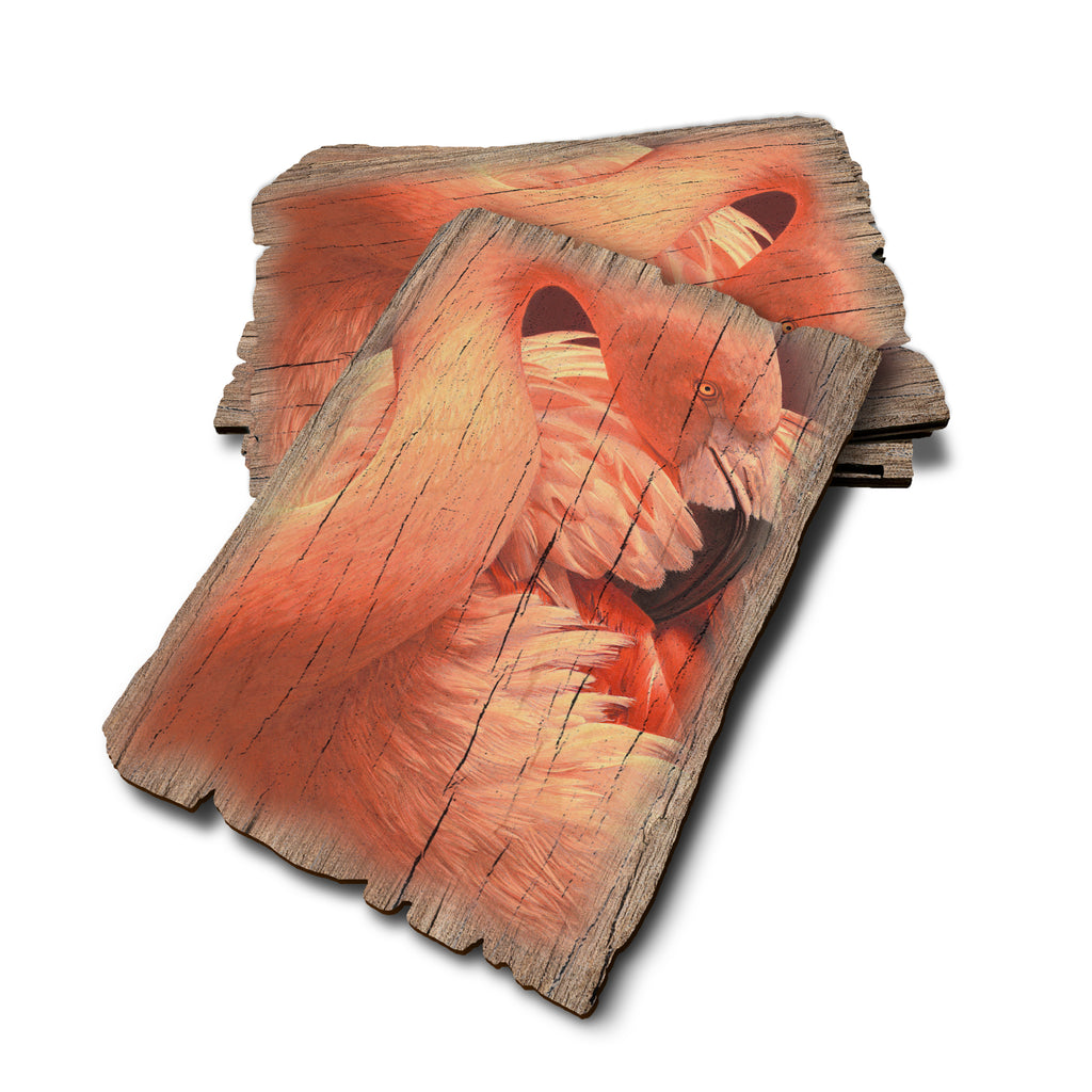 Gould's Preening Flamingo - Weathered Edge Rustic Edge Postcard (5pk // $2.80ea)