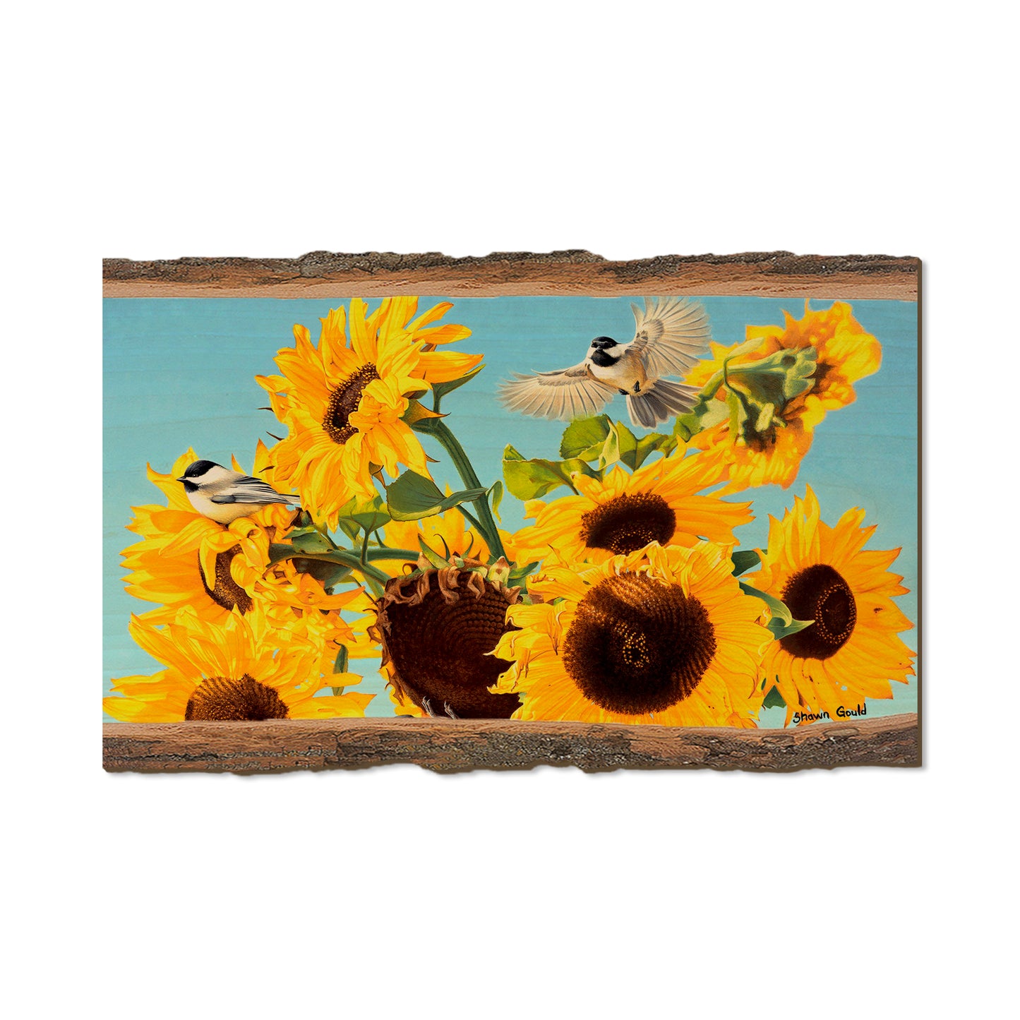 Gould's Sun Chicks - Live Edge Live Edge Magnet (5pk // $2.80ea)