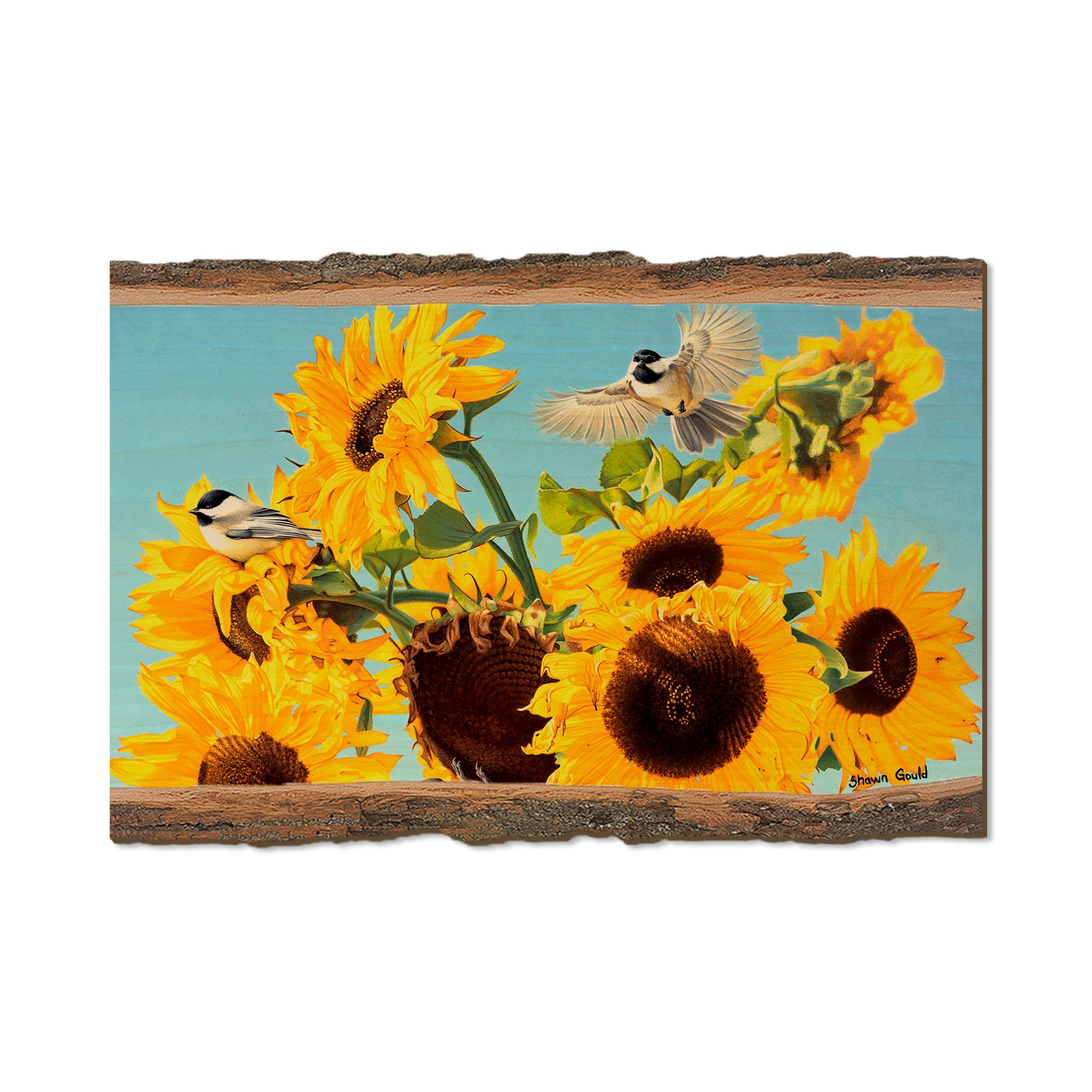 Gould's Sun Chicks - Live Edge Live Edge Postcard (5pk // $2.80ea)