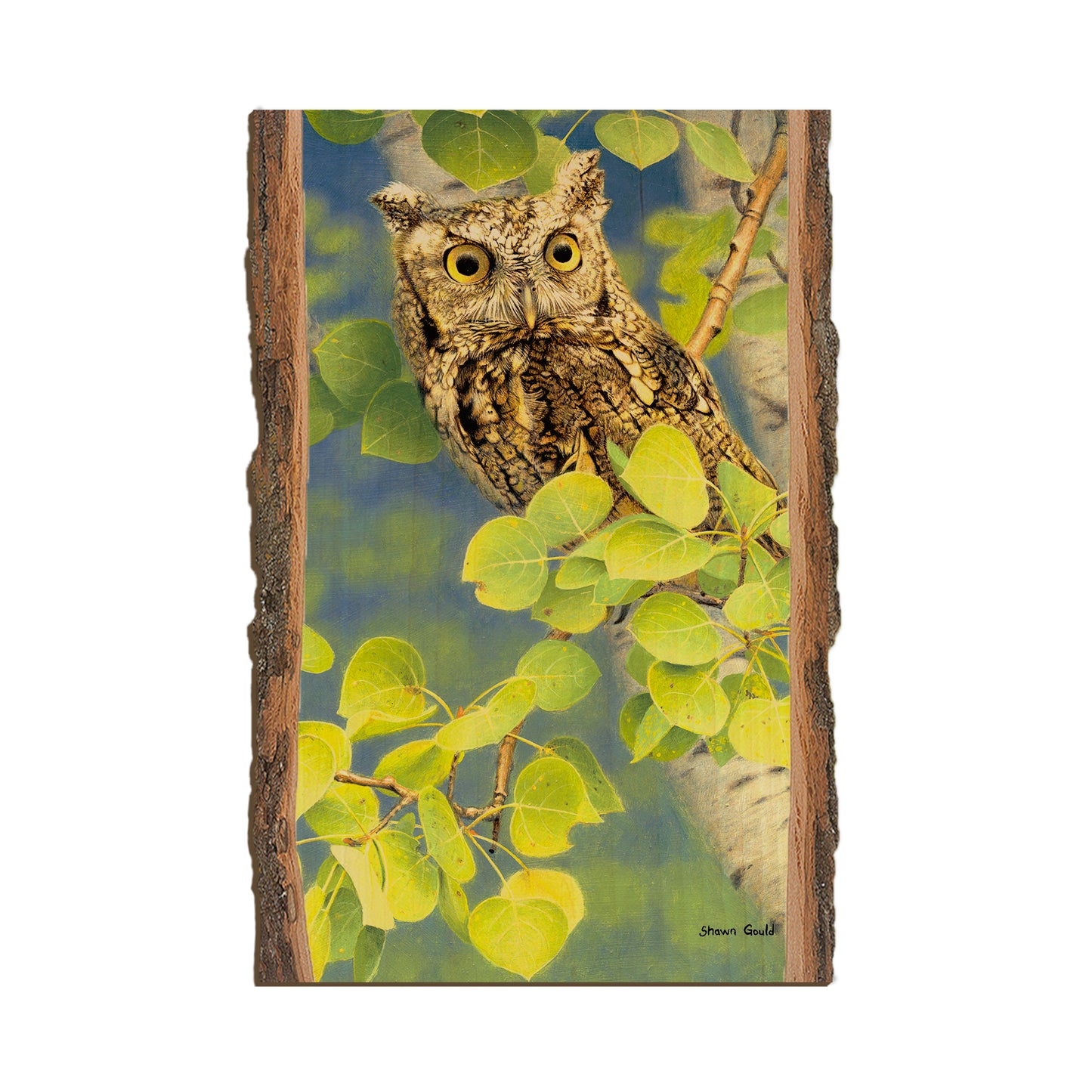 Gould's Summer Screech - Live Edge Live Edge Postcard (5pk // $2.80ea)