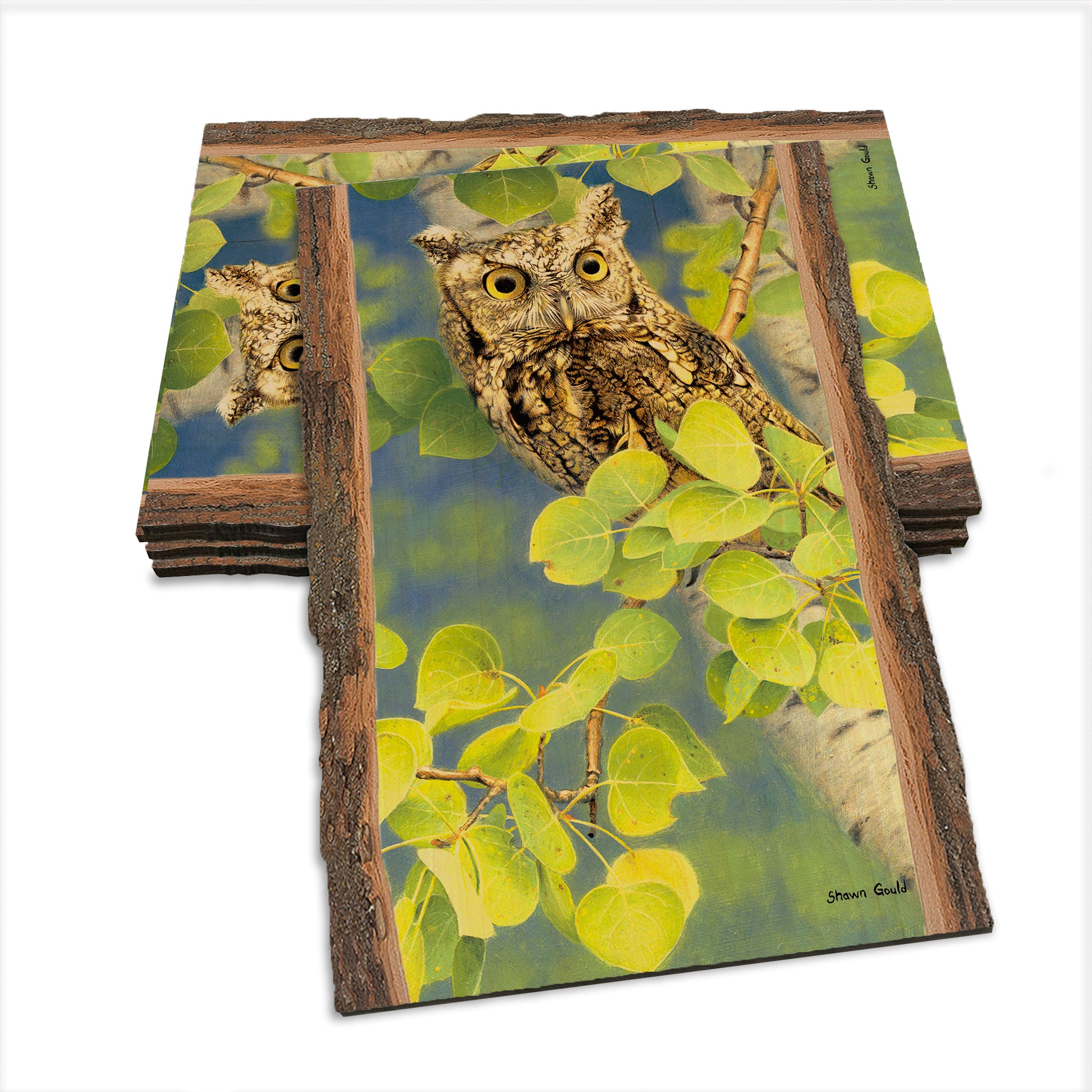 Gould's Summer Screech - Live Edge Live Edge Postcard (5pk // $2.80ea)
