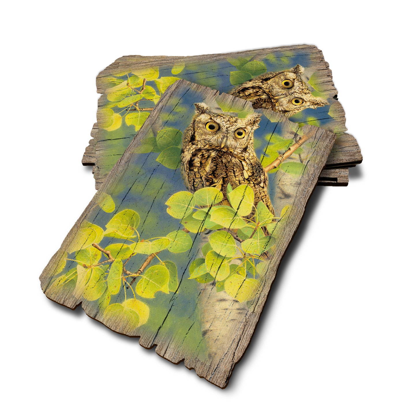 Gould's Summer Screech - Weathered Edge Rustic Edge Postcard (5pk // $2.80ea)
