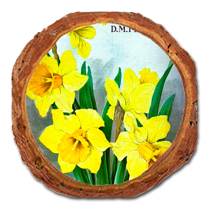 Coaster: Live Edge - Bulbs and Seeds (Pack of 5)