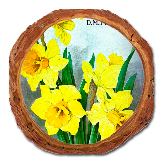 Coaster: Live Edge - Bulbs and Seeds (Pack of 5)