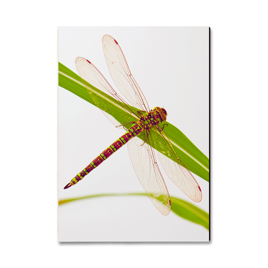 Greeting Card: Classic Edge - Dragonfly