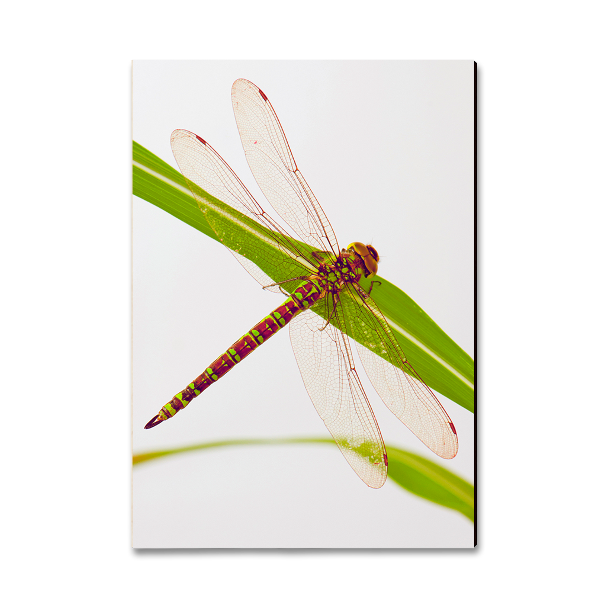 Ornament: Classic Edge - Dragonfly