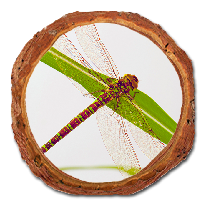 Coaster: Live Edge - Dragonfly (Pack of 5)
