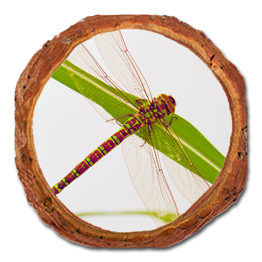 Coaster: Live Edge - Dragonfly (Pack of 5)
