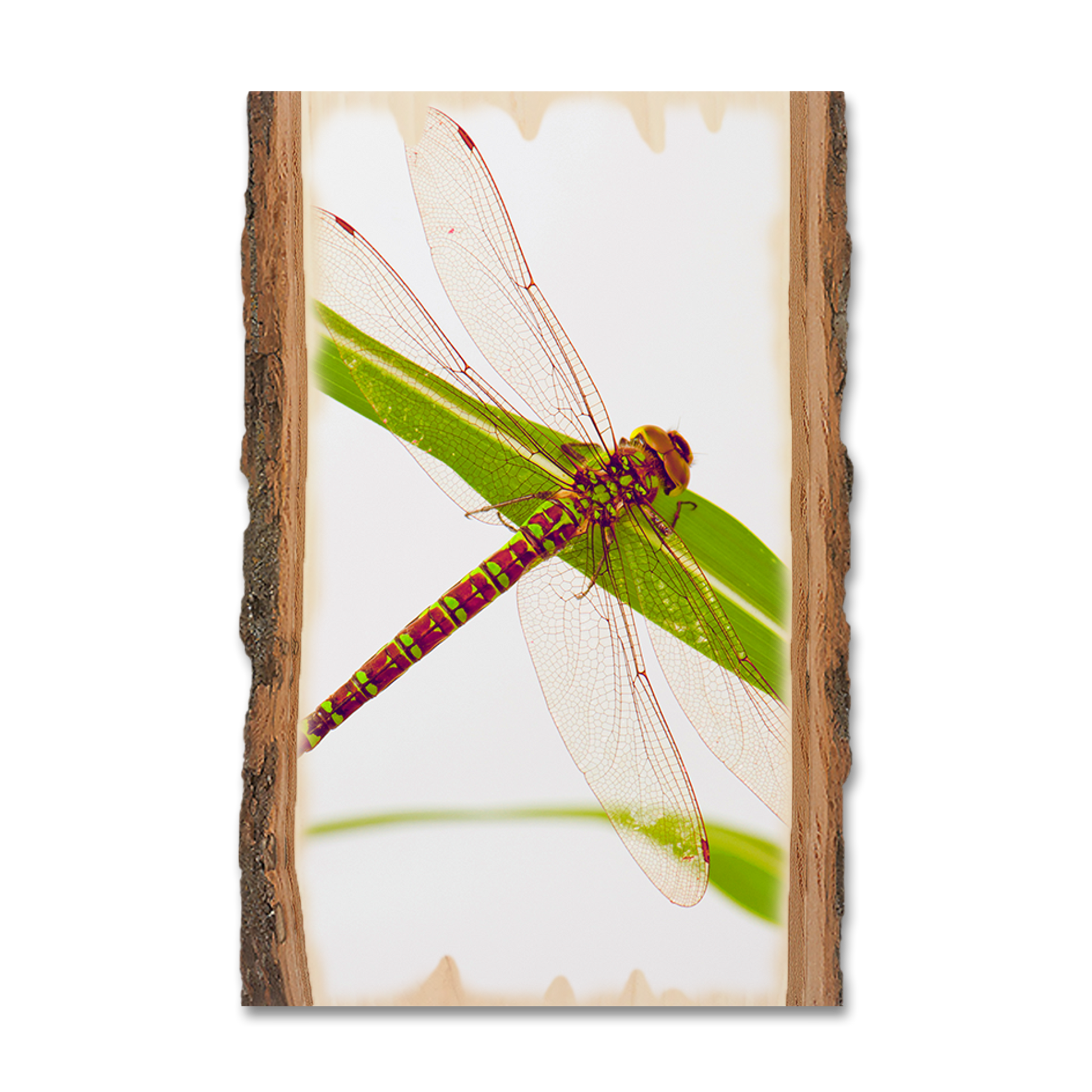 Magnet: Live Edge - Dragonfly