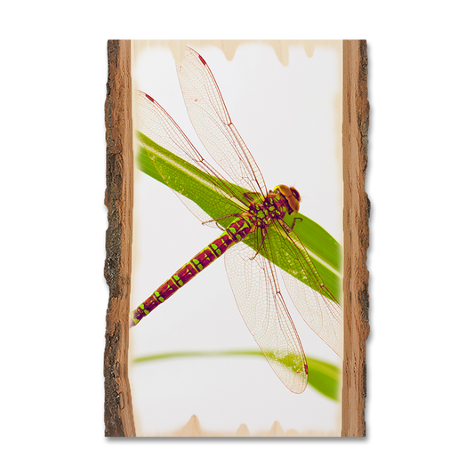 Magnet: Live Edge - Dragonfly