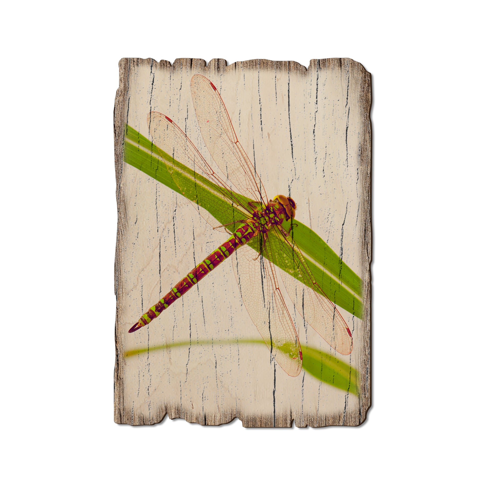Dragonfly - Rustic Edge Postcards & Magnets Rustic Edge Postcard (5pk // $2.80ea)