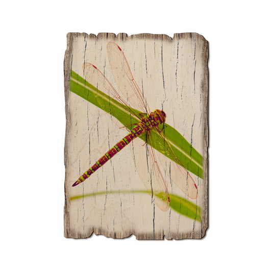 Dragonfly - Rustic Edge Postcards & Magnets Rustic Edge Postcard (5pk // $2.80ea)