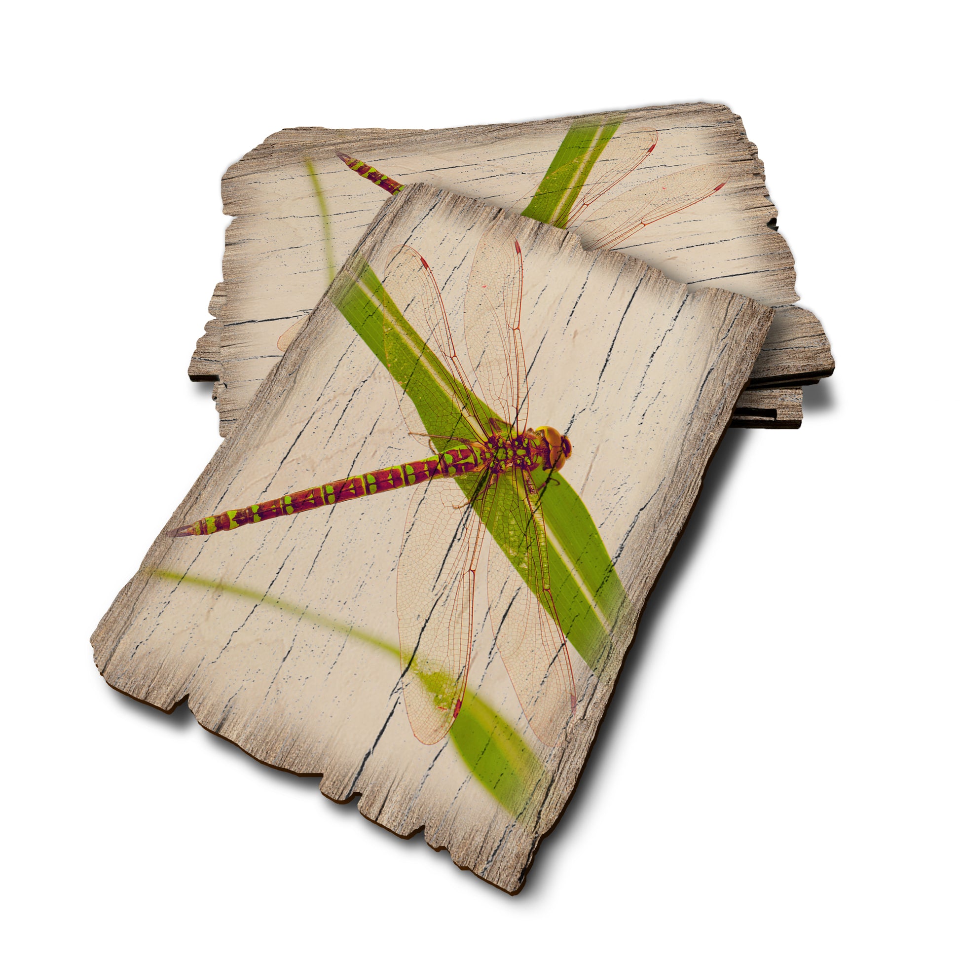 Dragonfly - Weathered Edge Rustic Edge Postcard (5pk // $2.80ea)