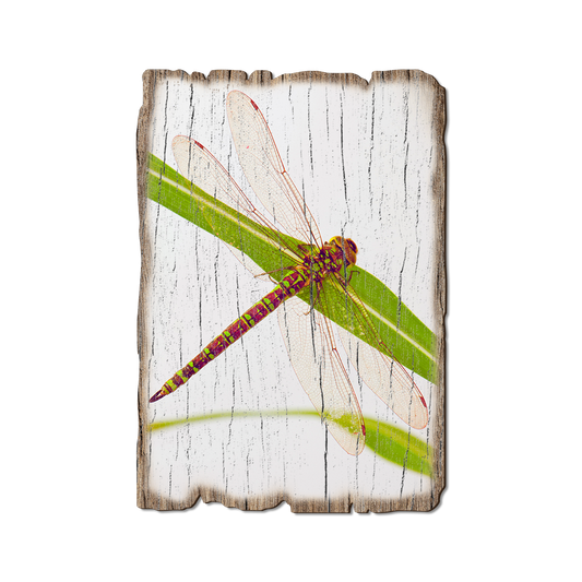 Greeting Card: Weathered Edge - Dragonfly (Pack of 5)