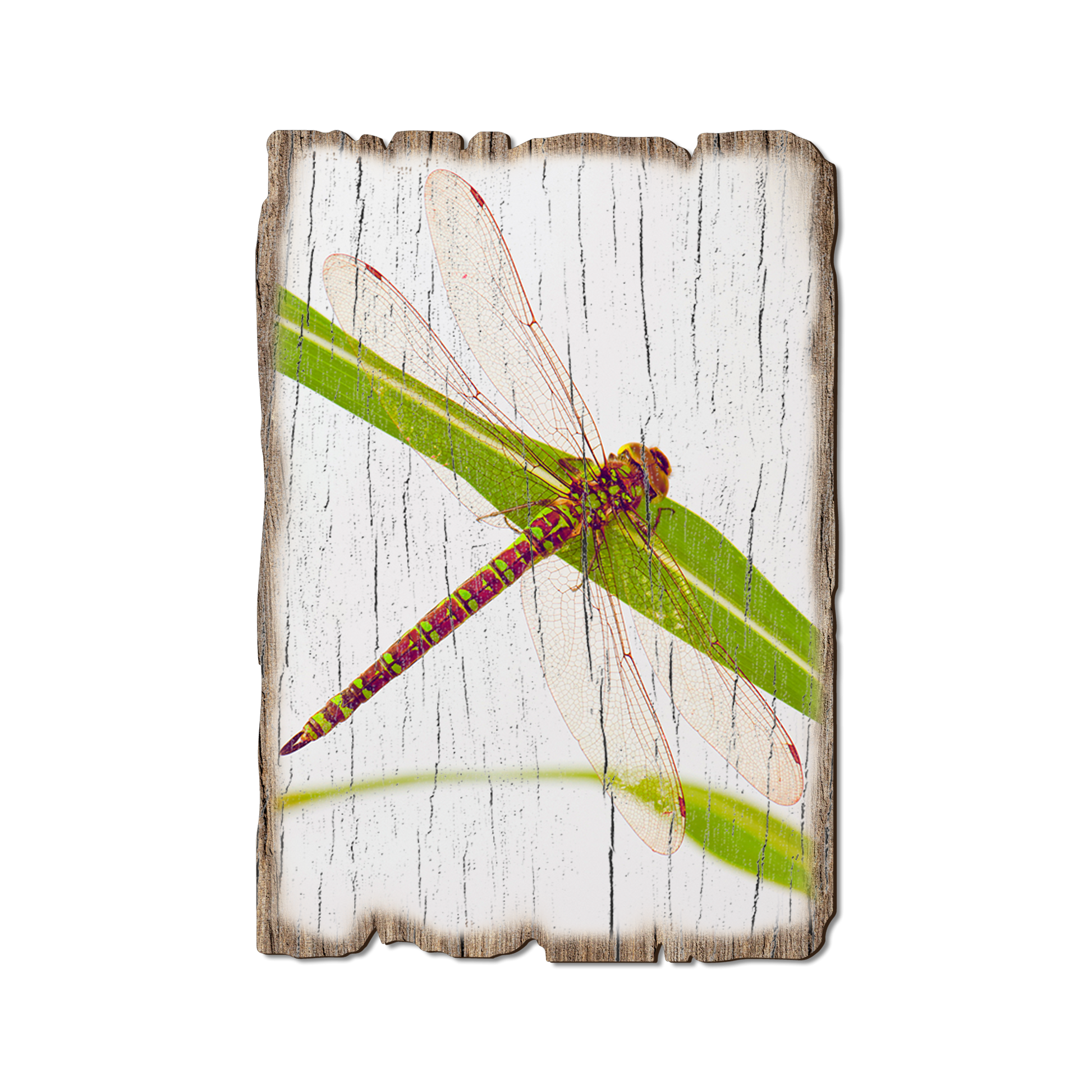 Ornament: Weathered Edge - Dragonfly (Pack of 5)