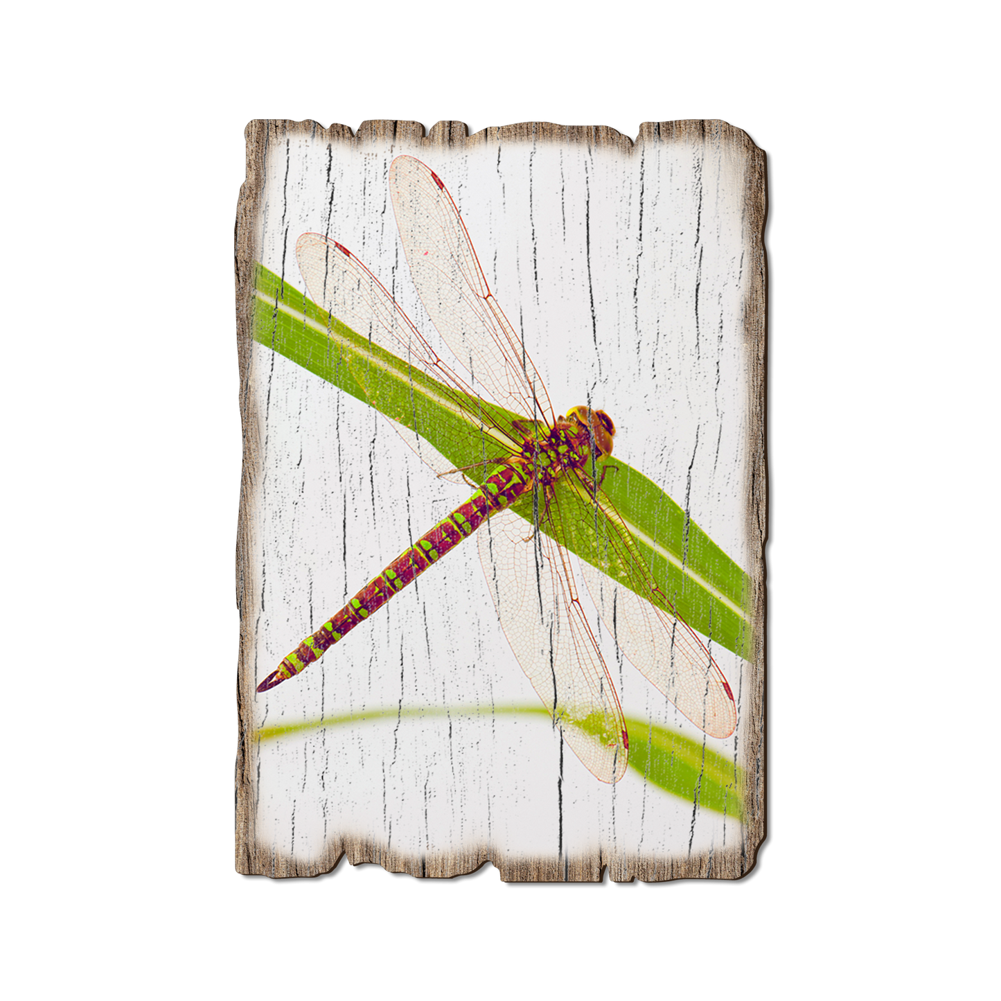 Postcard: Weathered Edge - Dragonfly (Pack of 5)