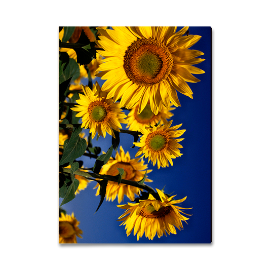 Greeting Card: Classic Edge - Sunny Bunch