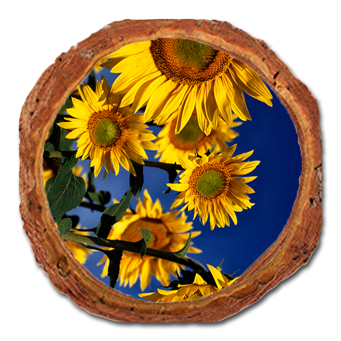Coaster: Live Edge - Sunny Bunch (Pack of 5)