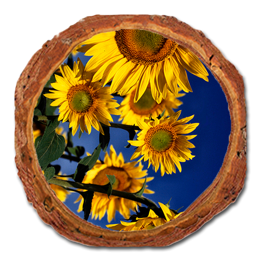Coaster: Live Edge - Sunny Bunch (Pack of 5)