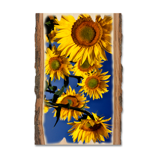 Magnet: Live Edge - Sunny Bunch