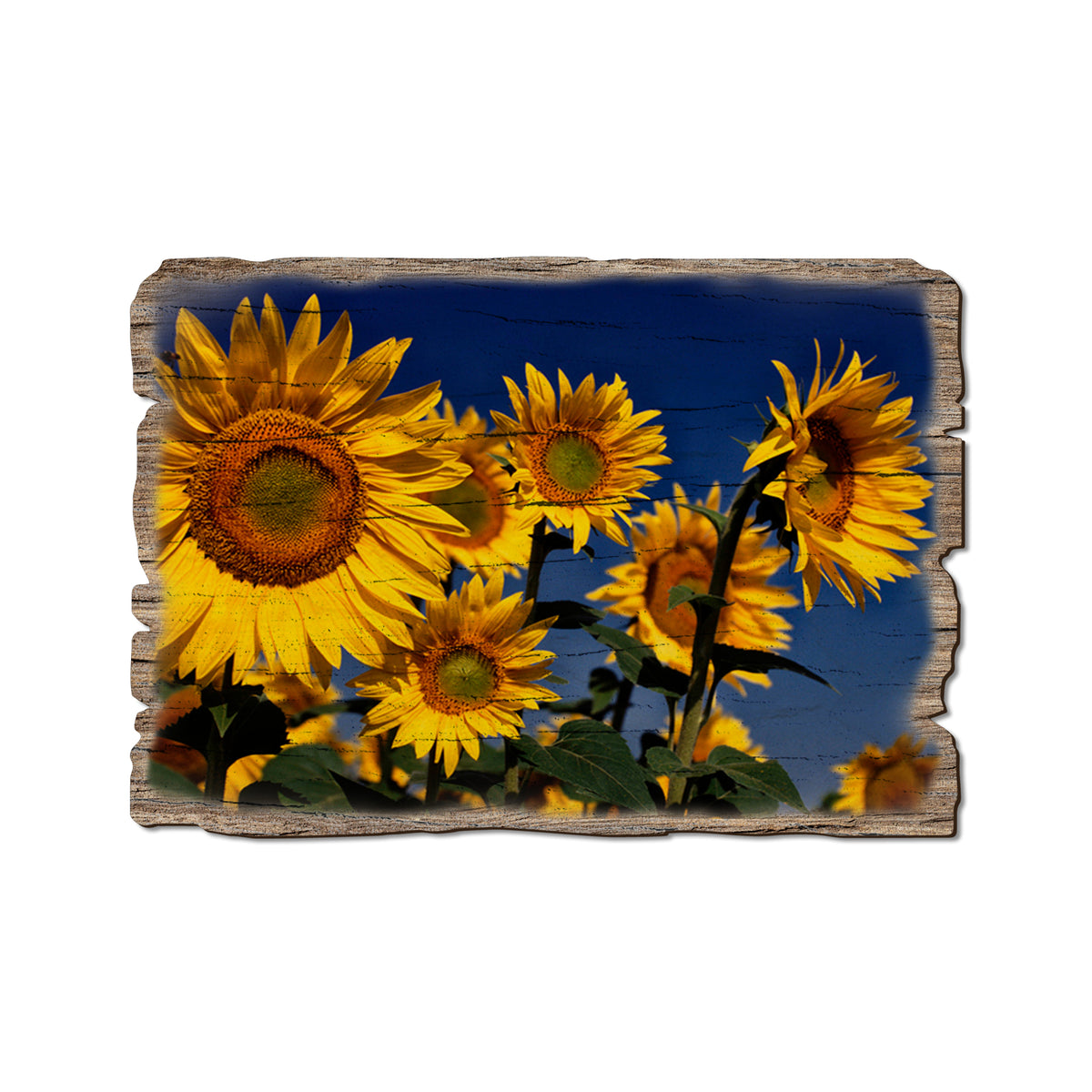 Sunny Bunch - Rustic Edge Postcards & Magnets Rustic Edge Postcard (5pk // $2.80ea)