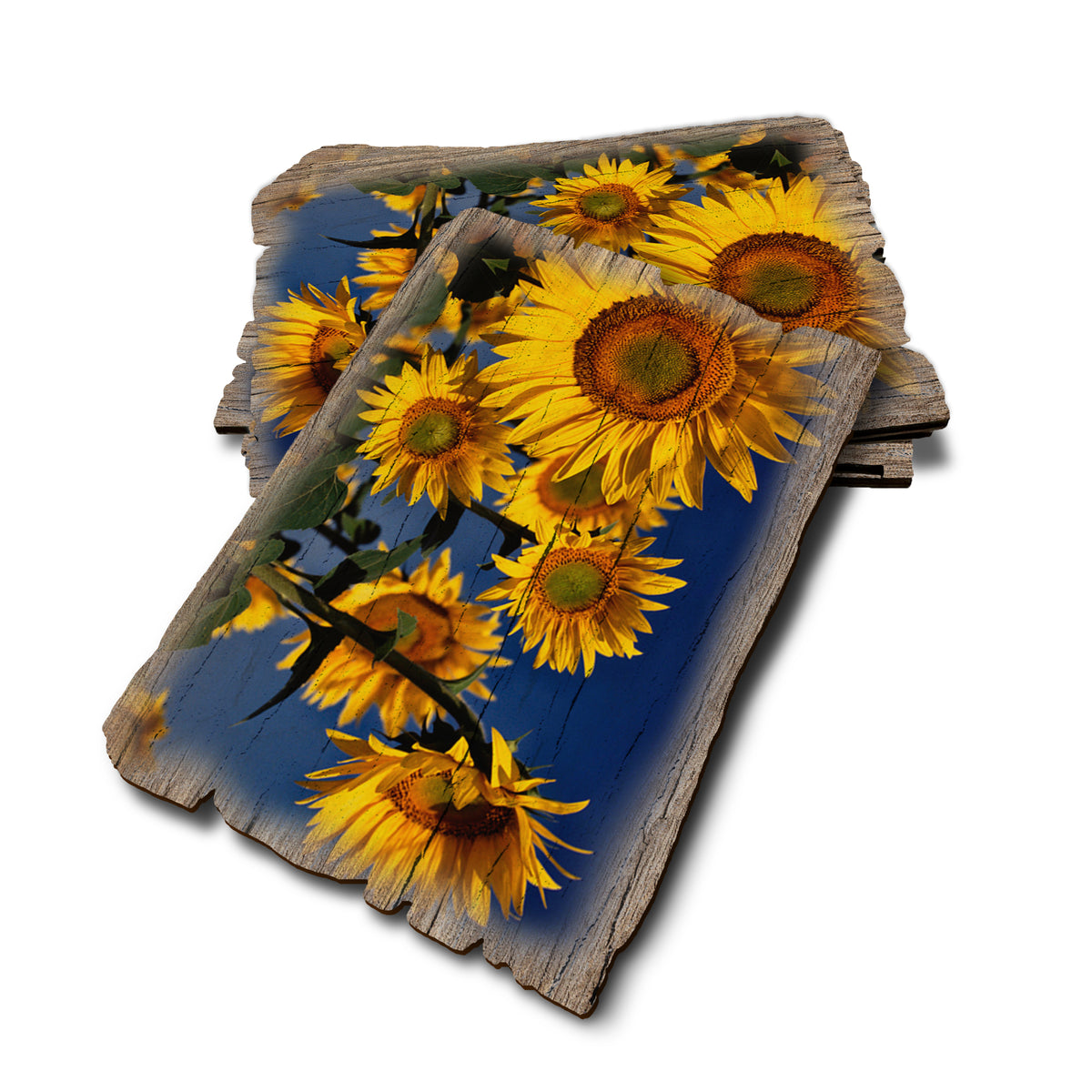 Sunny Bunch - Weathered Edge Rustic Edge Postcard (5pk // $2.80ea)
