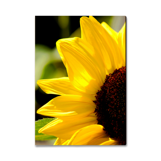 Magnet: Classic Edge - Yellow Sunflower