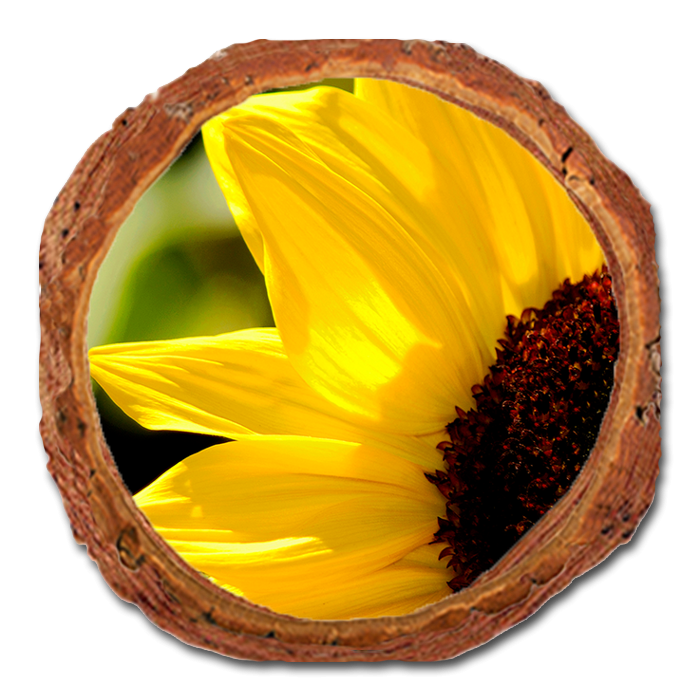 Coaster: Live Edge - Yellow Sunflower (Pack of 5)