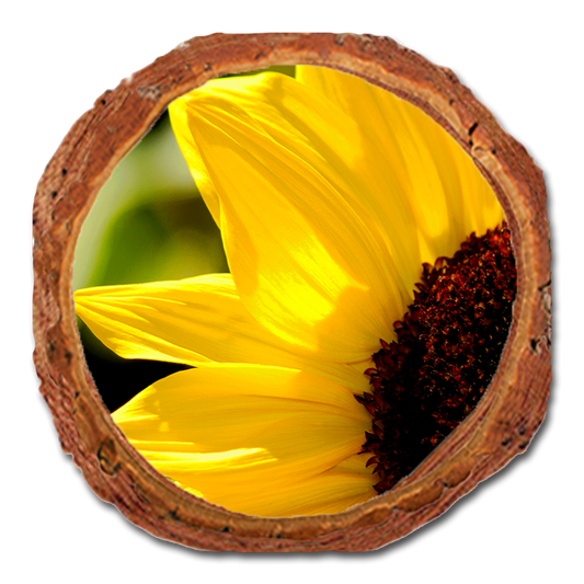 Coaster: Live Edge - Yellow Sunflower (Pack of 5)