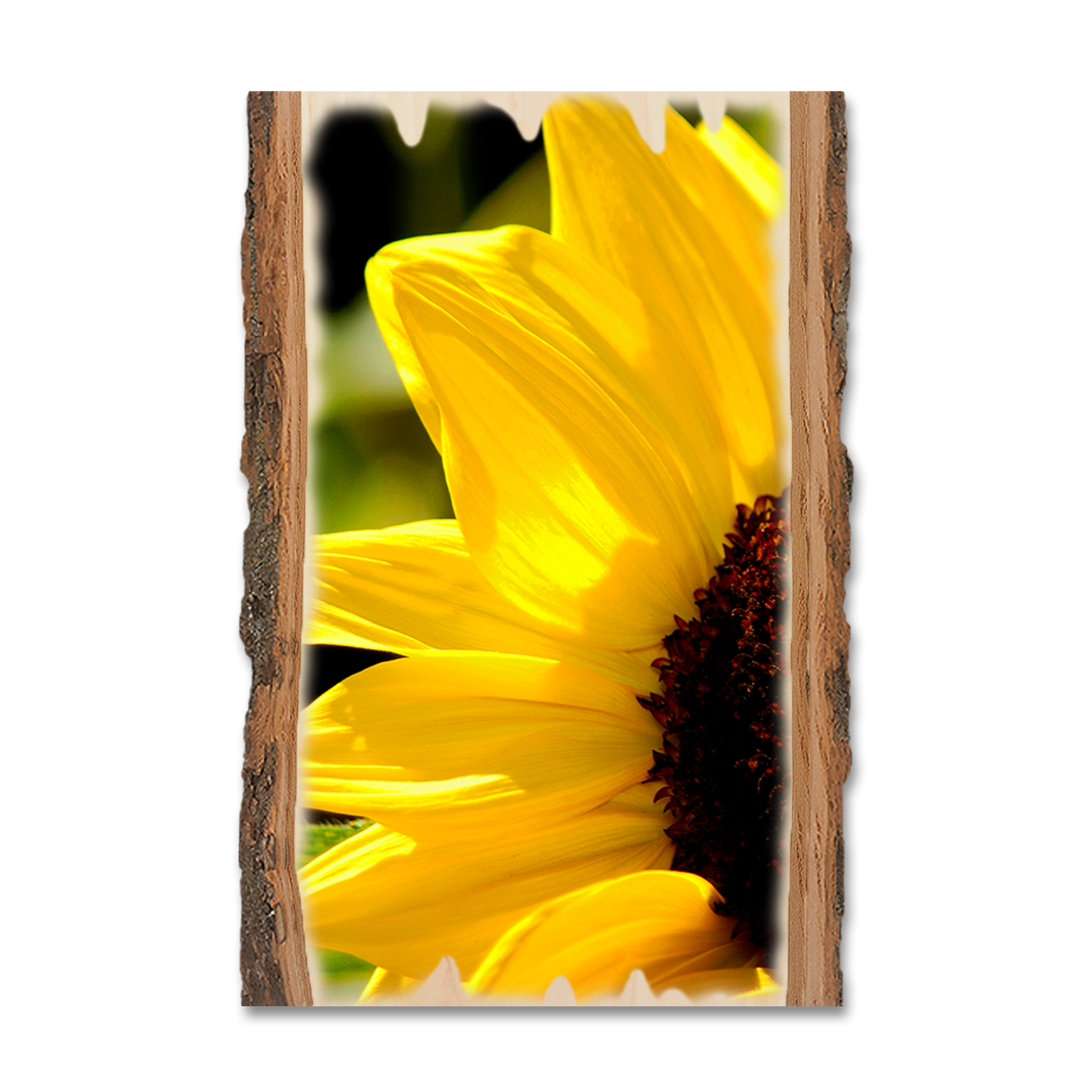 Greeting Card: Live Edge - Yellow Sunflower