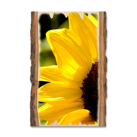 Magnet: Live Edge - Yellow Sunflower