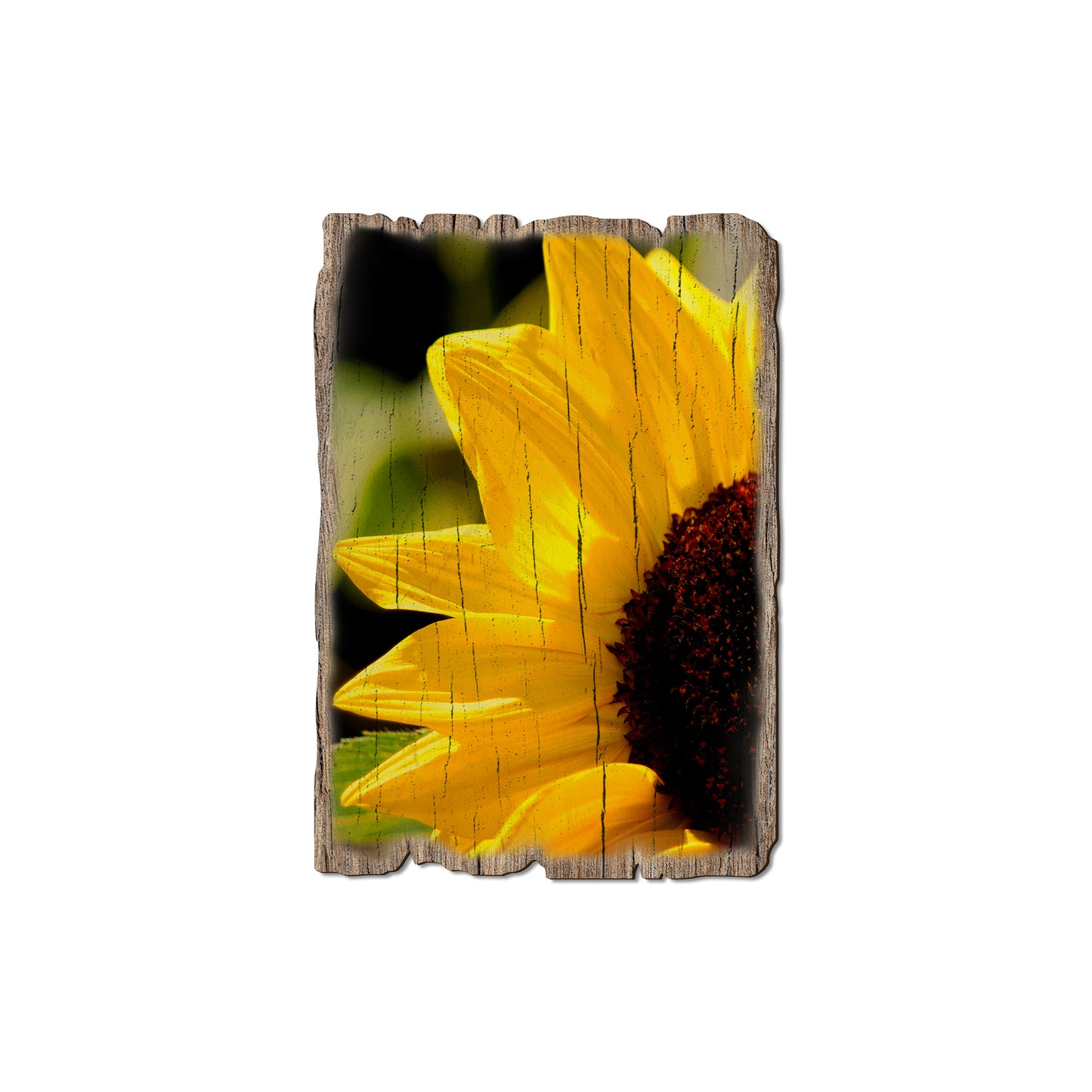 Yellow Sunflower - Rustic Edge Postcards & Magnets Rustic Edge Magnet (5pk // $2.80ea)