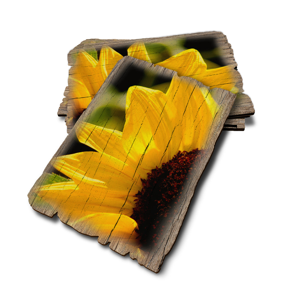 Yellow Sunflower - Weathered Edge Rustic Edge Postcard (5pk // $2.80ea)