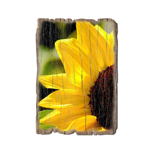 Greeting Card: Weathered Edge - Yellow Sunflower (Pack of 5)