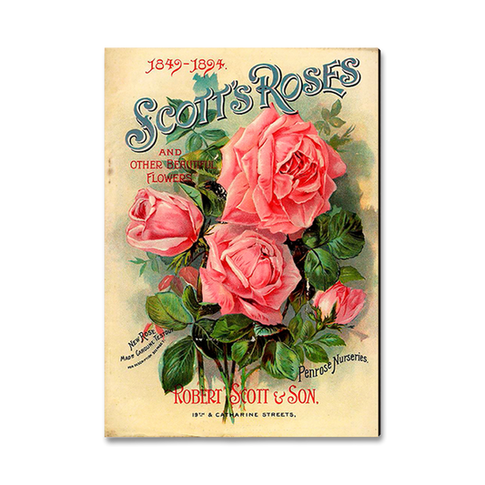 Magnet: Classic Edge - Scott's Roses