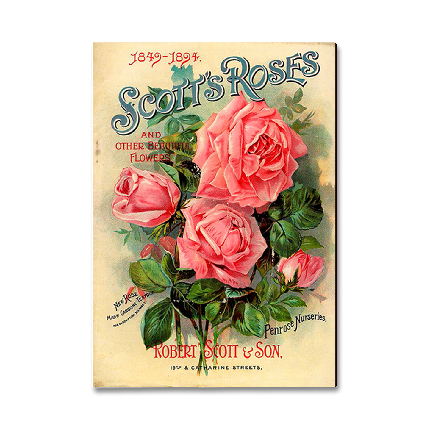 Postcard: Classic Edge - Scott's Roses