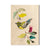 Henning's Branch Warbler - Small Art & Gift Postcard (5pk // $2.40ea)