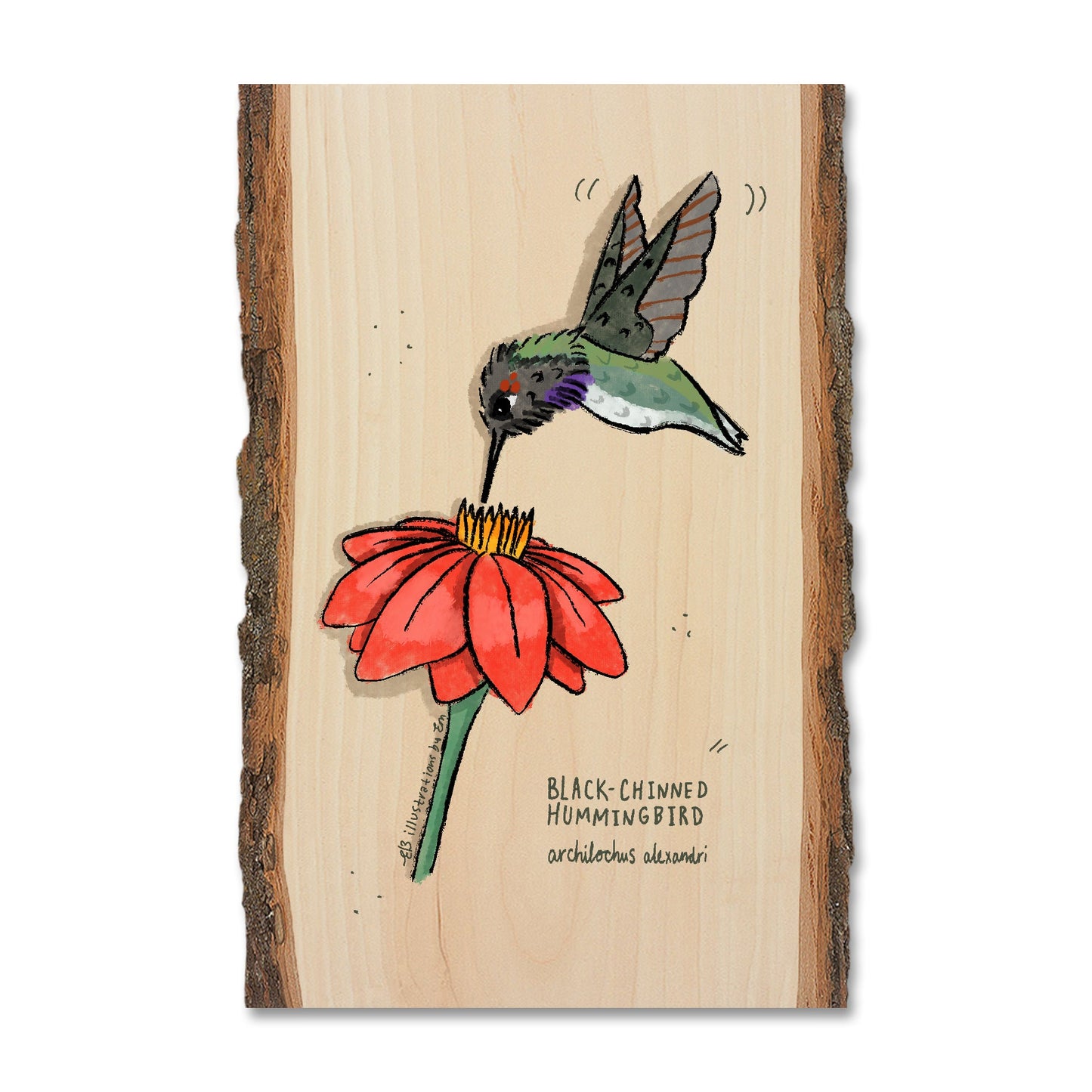 Black-Chinned Hummingbird - Live Edge