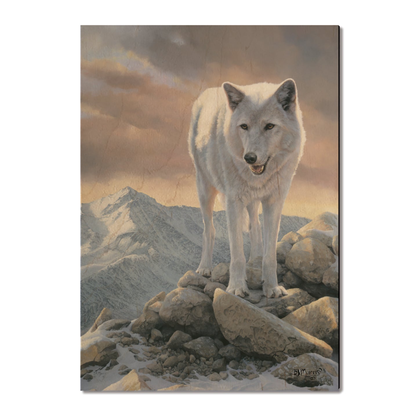 Marris' White Wolf - Small Art & Gift Postcard (5pk // $2.80ea)