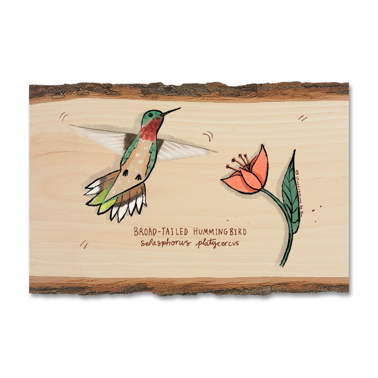 Broad-Tailed Hummingbird - Live Edge