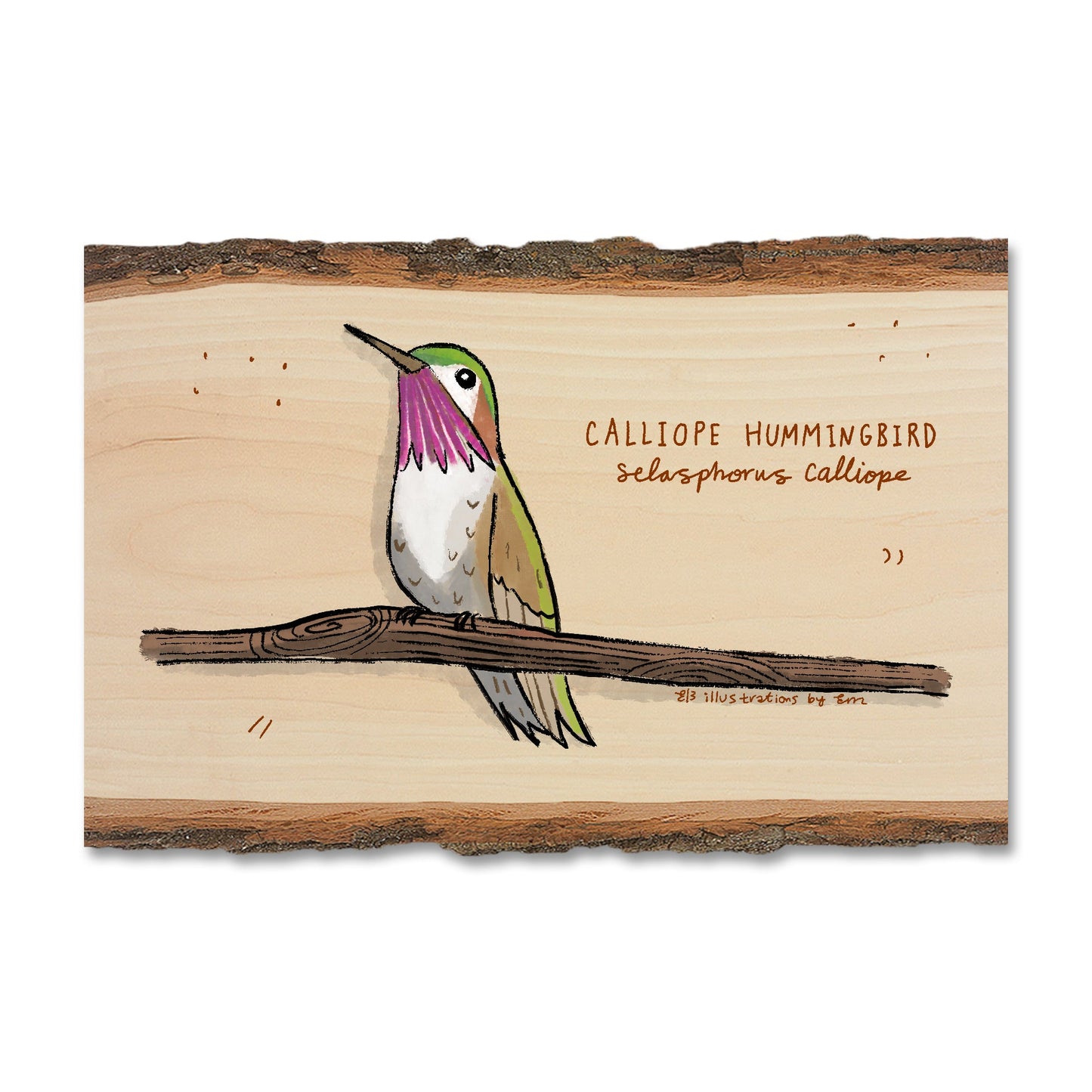 Calliope Hummingbird - Live Edge