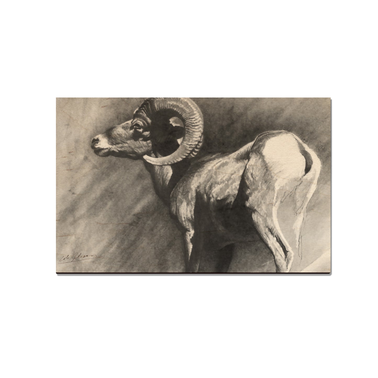 Johnson's Desert Ram - Small Art & Gift Magnet (5pk // $2.40ea)