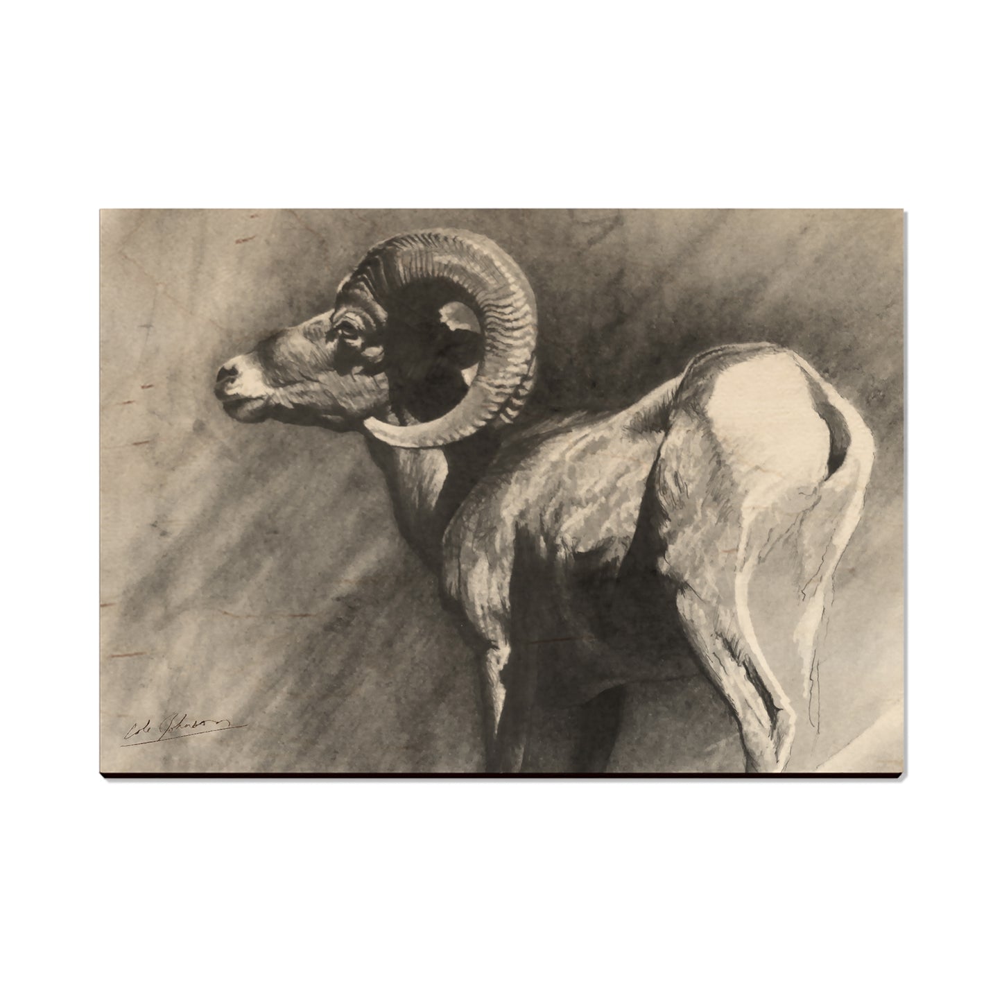 Johnson's Desert Ram - Small Art & Gift Postcard (5pk // $2.40ea)