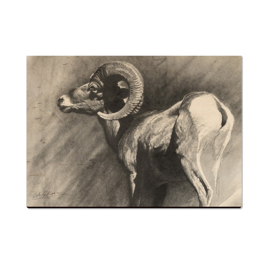 Johnson's Desert Ram - Small Art & Gift Postcard (5pk // $2.40ea)