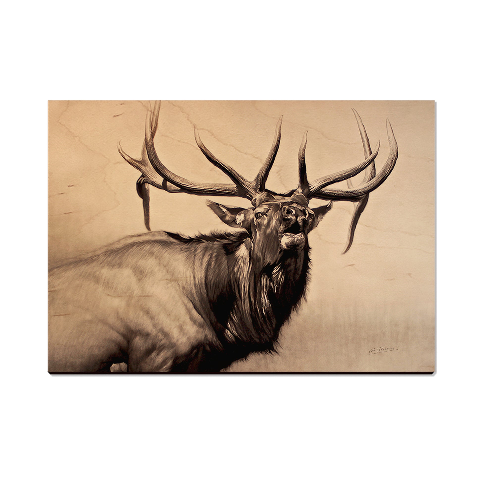 Johnson's Herd Bull - Small Art & Gift Postcard (5pk // $2.40ea)