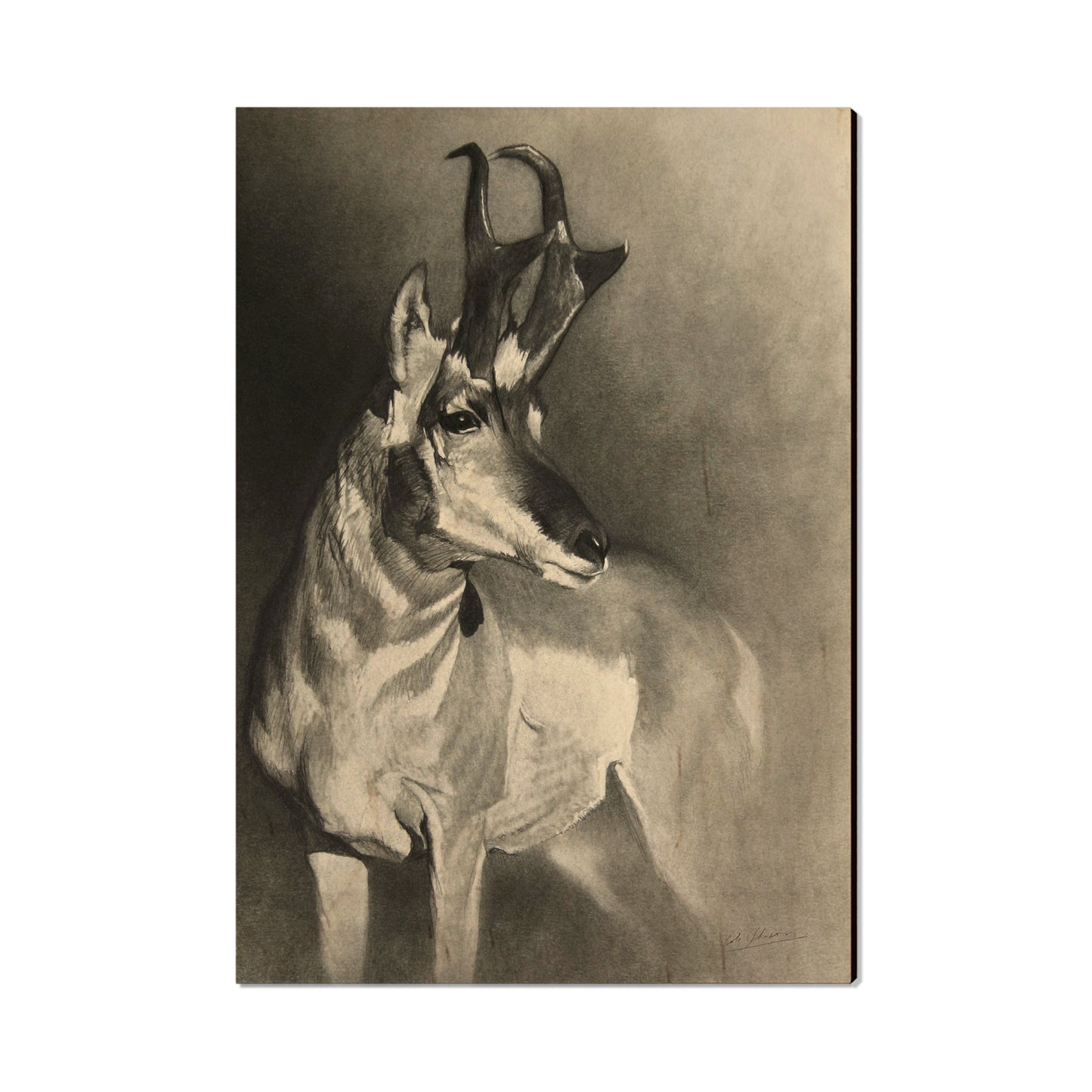 Johnson's Perfect Pronghorn - Small Art & Gift Postcard (5pk // $2.40ea)