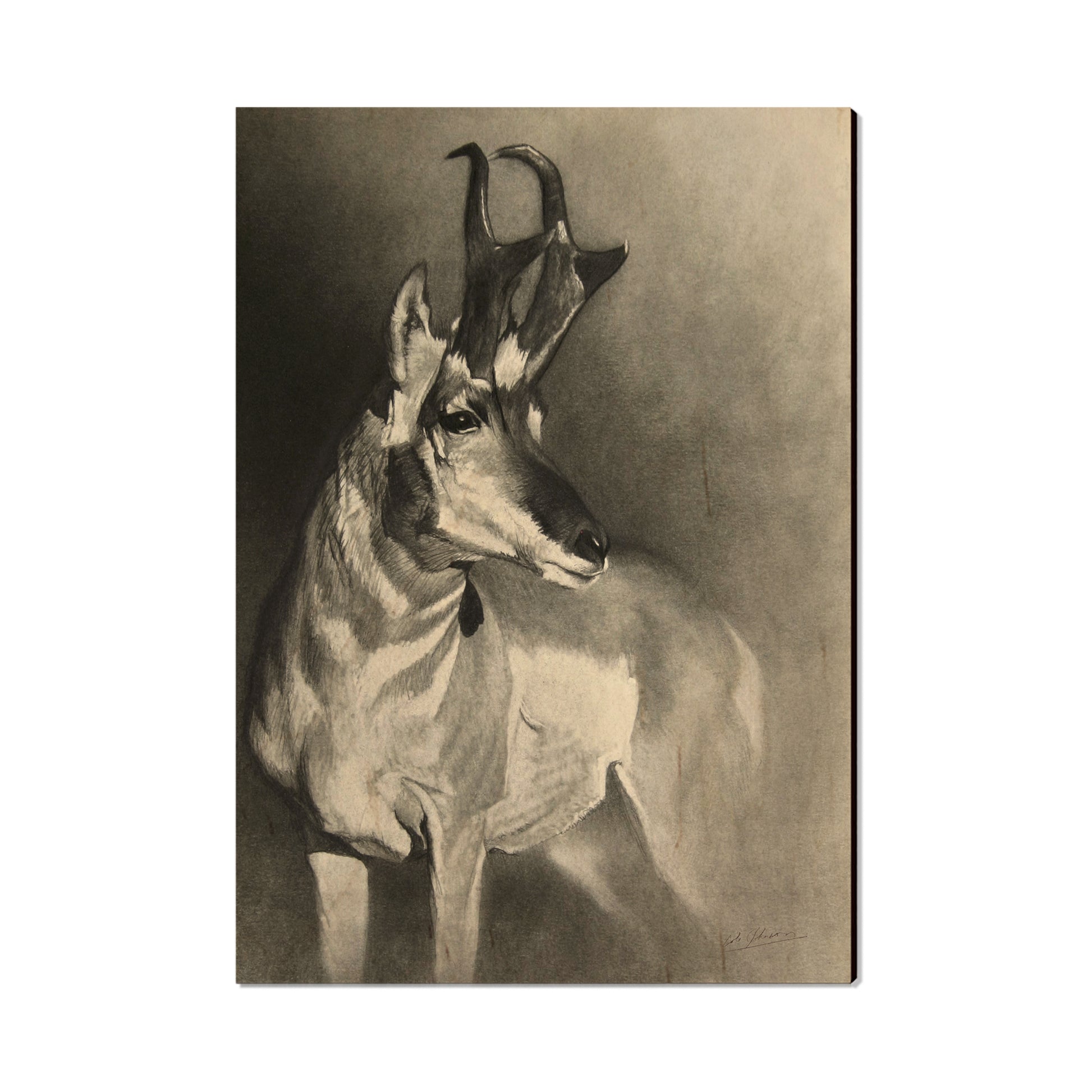 Johnson's Perfect Pronghorn - Small Art & Gift Postcard (5pk // $2.40ea)
