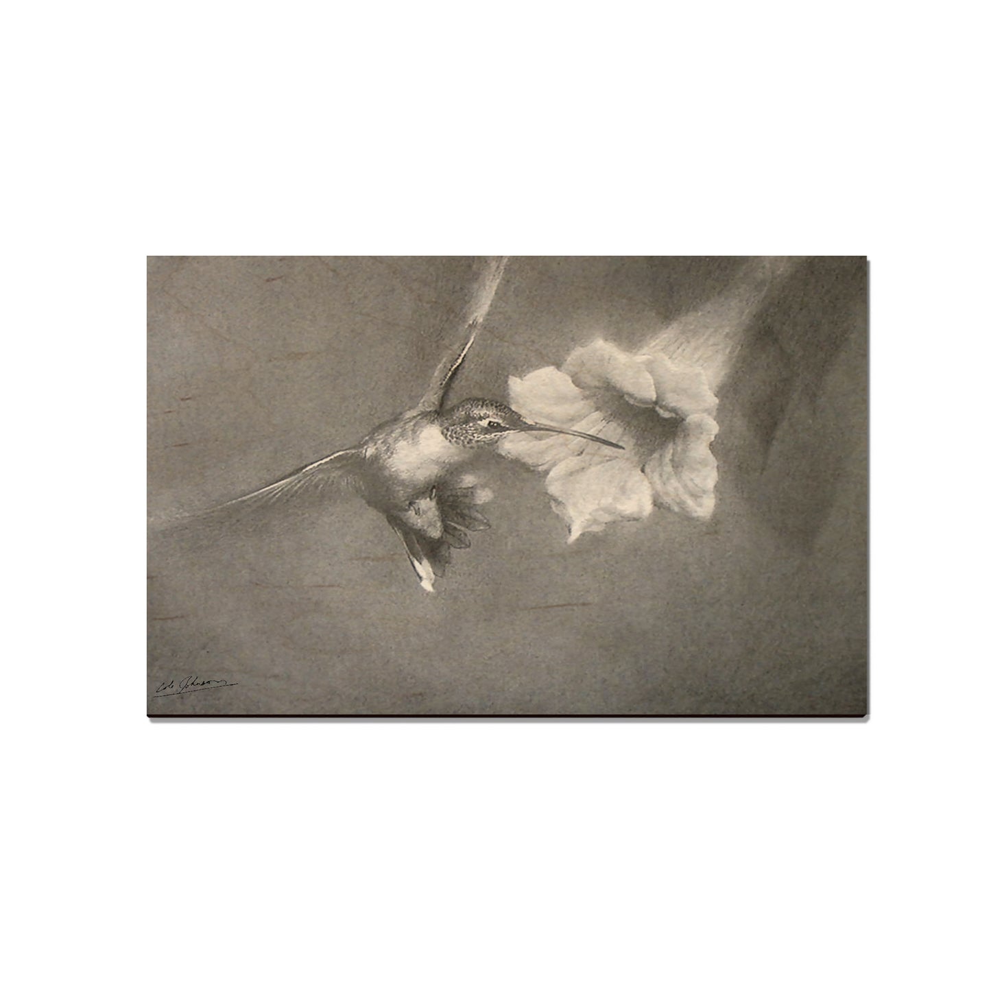 Johnson's Vintage Hummingbird - Small Art & Gift Magnet (5pk // $2.40ea)